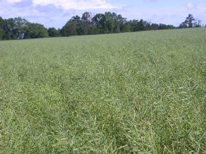 Hybrid Winter Canola in pod fill ©Rubisco Seeds LLC