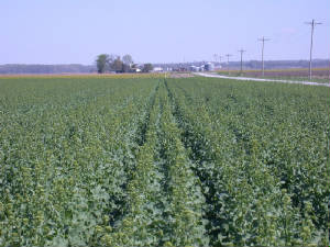 Winter Canola Twin Row (22.5 inch) at Bolting Stage  ©Rubisco Seeds LLC