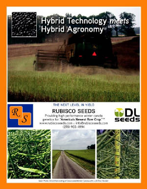 Harvesting Canola- Winter Canola Hybrid ©Rubisco Seeds LLC