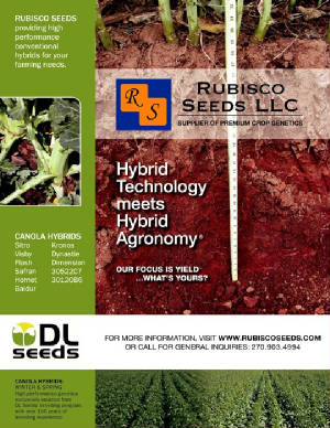 Hybrid winter canola measuring 29" root depth ©Rubisco Seeds LLC