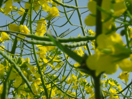 Canola Flowering to Canola Seed Pod Fill   ©Rubisco Seeds