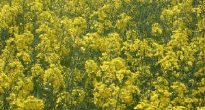 Hybrid Winter Canola "DIMENSION"  ©Rubisco Seeds LLC