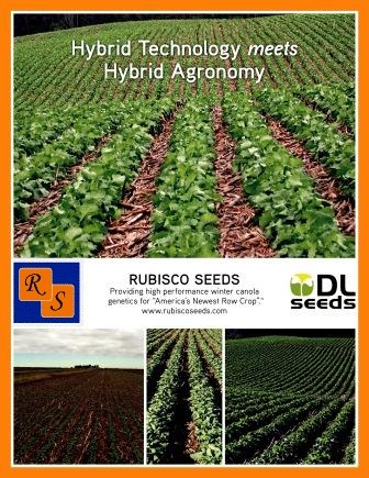 Canola Row Crop -Non GM Canola hybrids ©Rubisco Seeds LLC