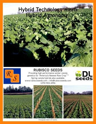 High Yield Canola (Non GM Canola Hybrid) ©Rubisco Seeds LLC