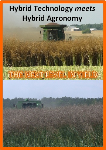  The Next Level in Yield Hybrid Canola Harvesting ©Rubisco Seeds